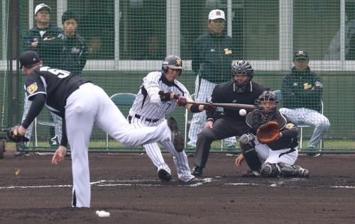 阪神紅白戦初回、和田監督（右）が見つめる中、西岡は初球を三塁線へセーフティーバント