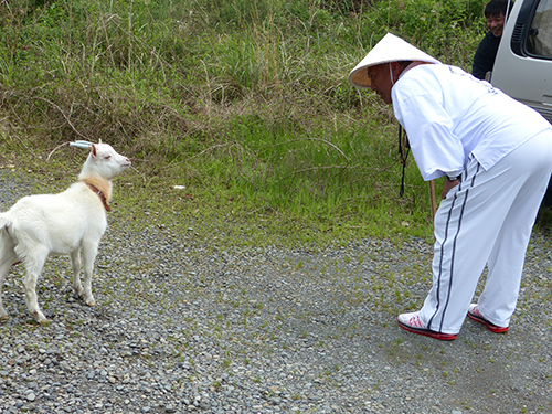 お遍路を歩く清原氏は道中でヤギと戯れる