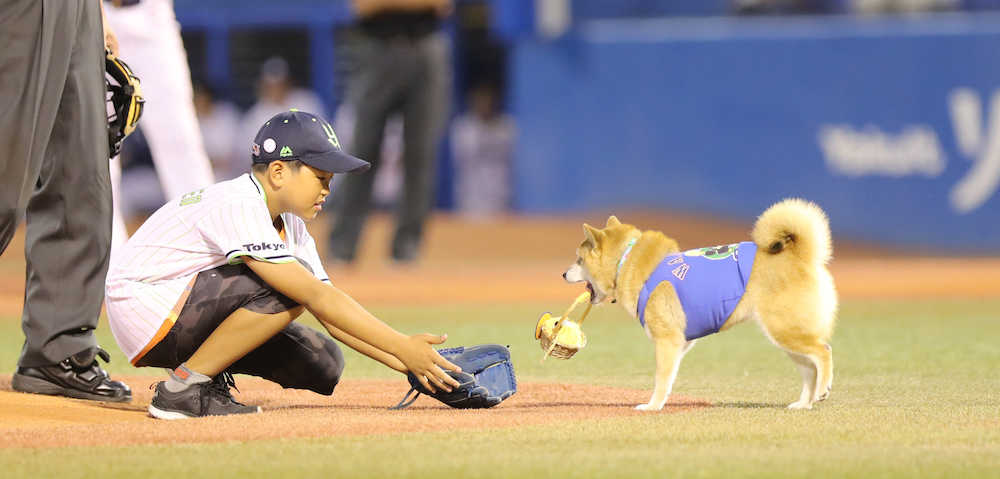 始球式のボールを運ぶベースボール犬「わさび」