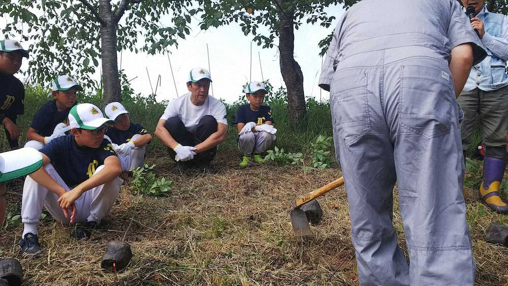 北海道栗山町の栗の樹ファームで、アオダモの植樹イベントに参加した日本ハム・栗山監督（左から5人目）