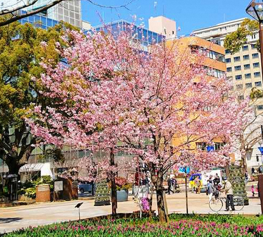 横浜スタジアムのある横浜公園で満開に咲いていた1本の桜。ジンダイアケボノという品種だそうだ