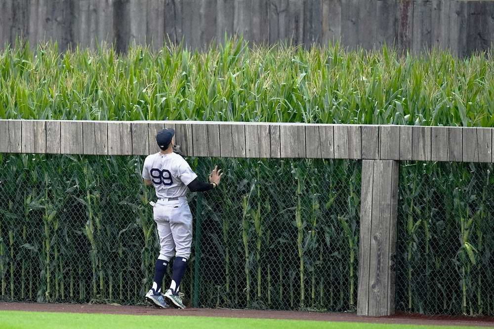 米大リーグのホワイトソックス戦で、本塁打のボールが飛び込んだトウモロコシ畑の方を見るヤンキースのジャッジ（AP）
