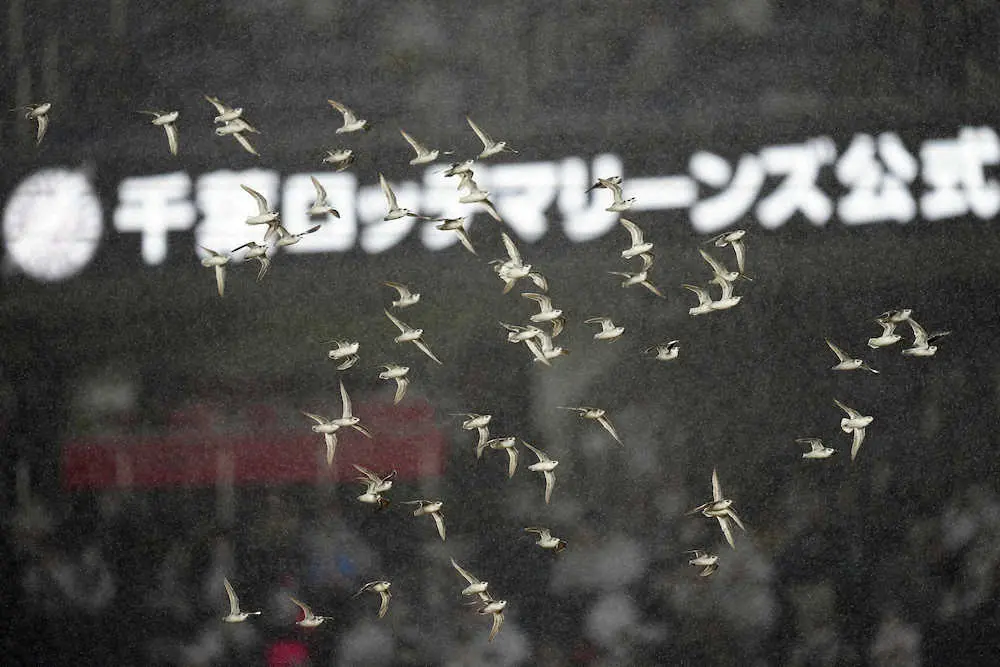 ＜ロ・オ＞6回途中、鳥の群れが飛来し試合が中断する（撮影・会津　智海）
