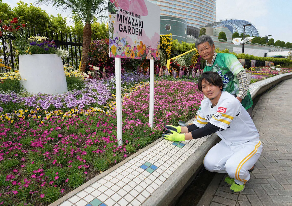 ペイペイドームに設置された「MIYAZAKI　GARDEN」に花を植え花壇を完成させる東浜（撮影・岡田　丈靖）