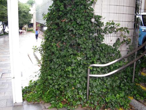 押尾学容疑者が死亡女性の携帯電話を捨てた現場の東京・六本木ヒルズレジデンスの入り口近くの植え込み