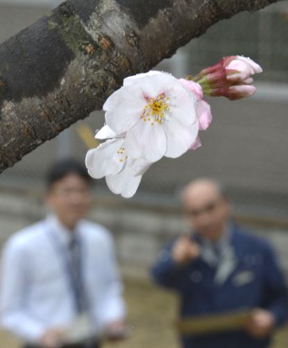全国で最も早く開花したソメイヨシノ＝13日午前10時57分、福岡市中央区