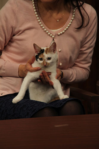 「田勢康弘の週刊ニュース新書」でお披露目された２代目看板猫「にゃーにゃ」