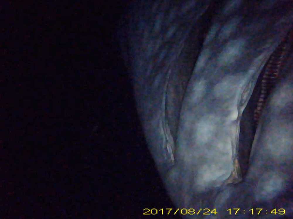 ２つのエラを開けるジンベエザメの「ユウユウ」。エラが開いているのは捕食している証（左の胸ビレに取り付けたカメラで撮影）（Ｃ）日本テレビ