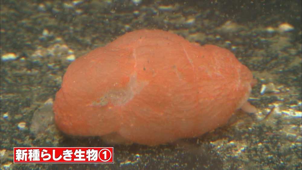 安藤美姫がＴＢＳの特番「アイ・アム・冒険少年　奇跡！！学者が認めた新種生物大発見ＳＰ」のロケで訪れた北海道・羅臼の海で発見した新種の可能性がある貝。フシエラガイの一種と推測される
