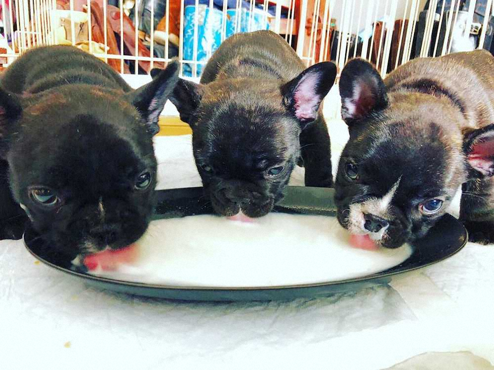 3月27日に誕生した「クルミ」の3匹の赤ちゃん犬