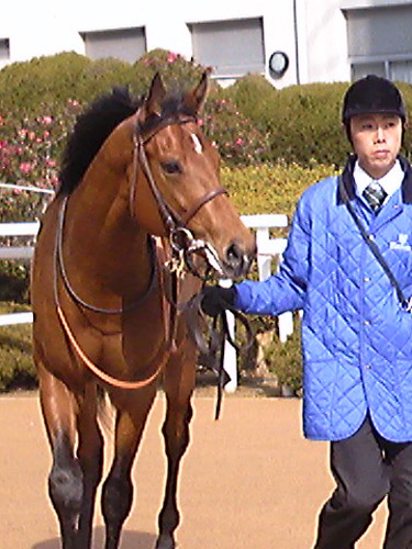 京都６Ｒ新馬戦を快勝したトーセンレーヴ