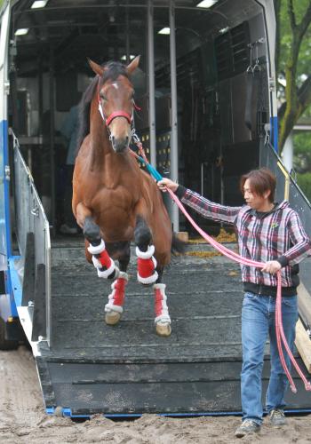 ＜ＮＨＫマイルＣ＞東京競馬場に到着したグランプリボスは元気いっぱいに馬運車のスロープからジャンプ