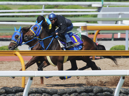 ＜日本ダービー＞ＣＷウッドコースで、安藤勝己騎手を背に併せ馬で追い切るウインバリアシオン