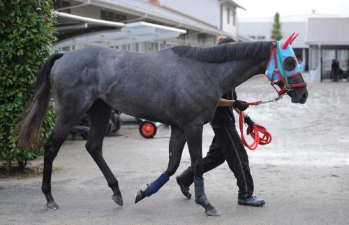 ＜京都新馬戦＞厩舎周りを運動するエイシントラベラー