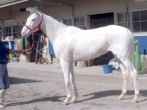 白毛の牝馬・マシュマロの母・シラユキヒメ