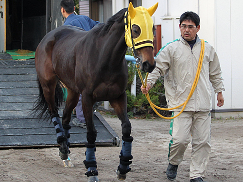 ＜ジャパンＣ＞東京競馬場に到着し、馬運車を下りるブエナビスタ