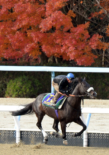 ジャパンＣダート連覇へ真っ赤に紅葉した木々を背に追い切るニホンピロアワーズ