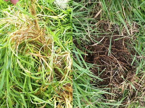 「深い」と表現されるロンシャン競馬場の芝は糸くずのような地下茎が密集している（左）。新潟競馬場の芝は太い地下茎で網目を形成する（ＪＲＡ提供）