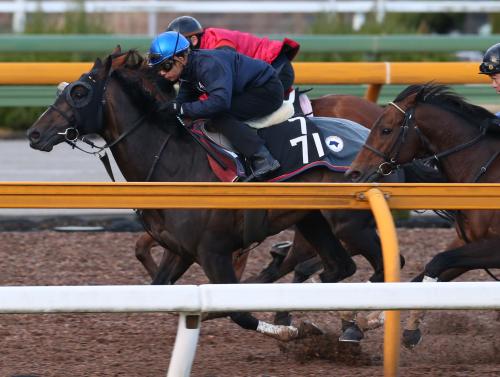 ＣＷコースで追い切るトーセンバジル