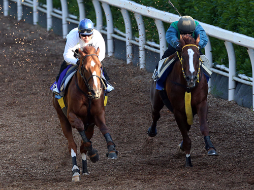 ダノンメジャー（左）は坂路を併せ馬で追い切られ先着する