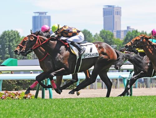 ＜札幌５Ｒ新馬戦＞ゴール前で差し切り勝ったジープルメリア（手前）