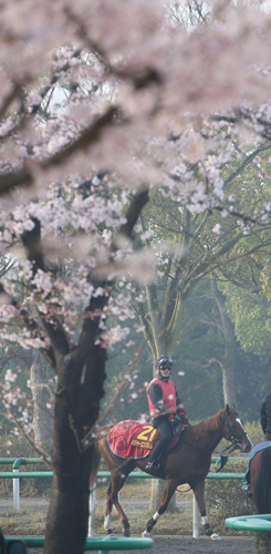 追い切りを終え満開の桜の木の近くを通り厩舎に引き揚げるメジャーエンブレム