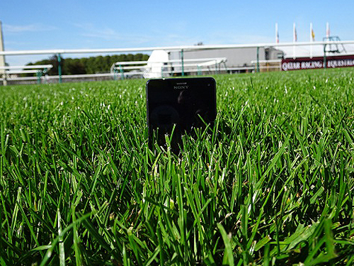 シャンティイ競馬場の芝の長さは８～１０センチ。スマホを置くと半分より少し上まで隠れる