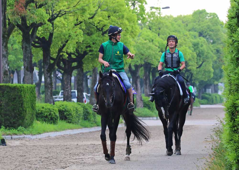 角馬場で乗り運動を終え、厩舎へ引き揚げるアンビシャス（左）とブラックスピネル