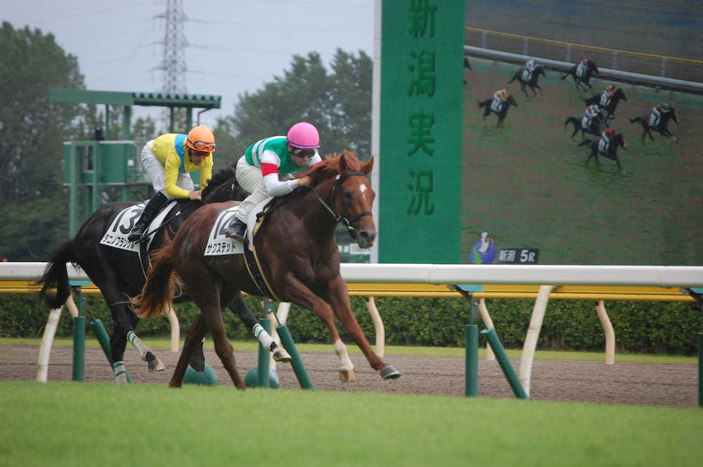新潟５Ｒ新馬戦で、話題馬タニノフランケル（１３番）を破り快勝したサクステッド（１４番）　　　　　　　　　　　　　　　
