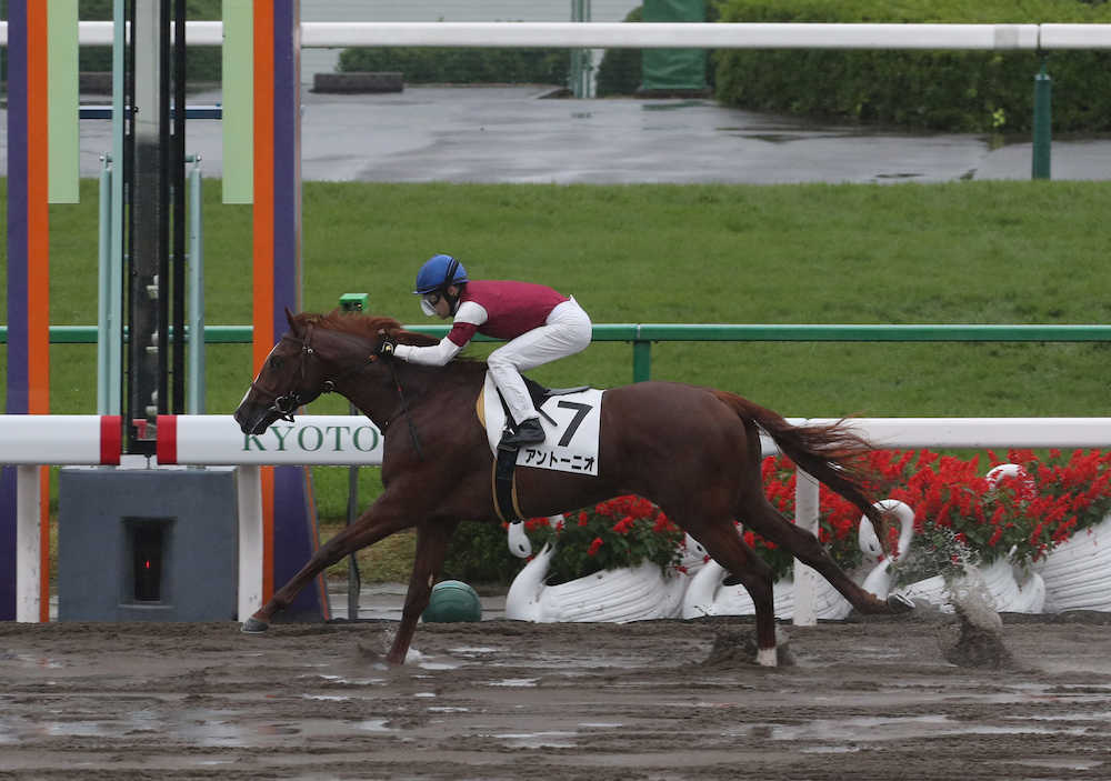 ＜京都４Ｒ新馬戦＞大雨の中、Ｃ・ルメールを背に直線で抜けたアントーニオ