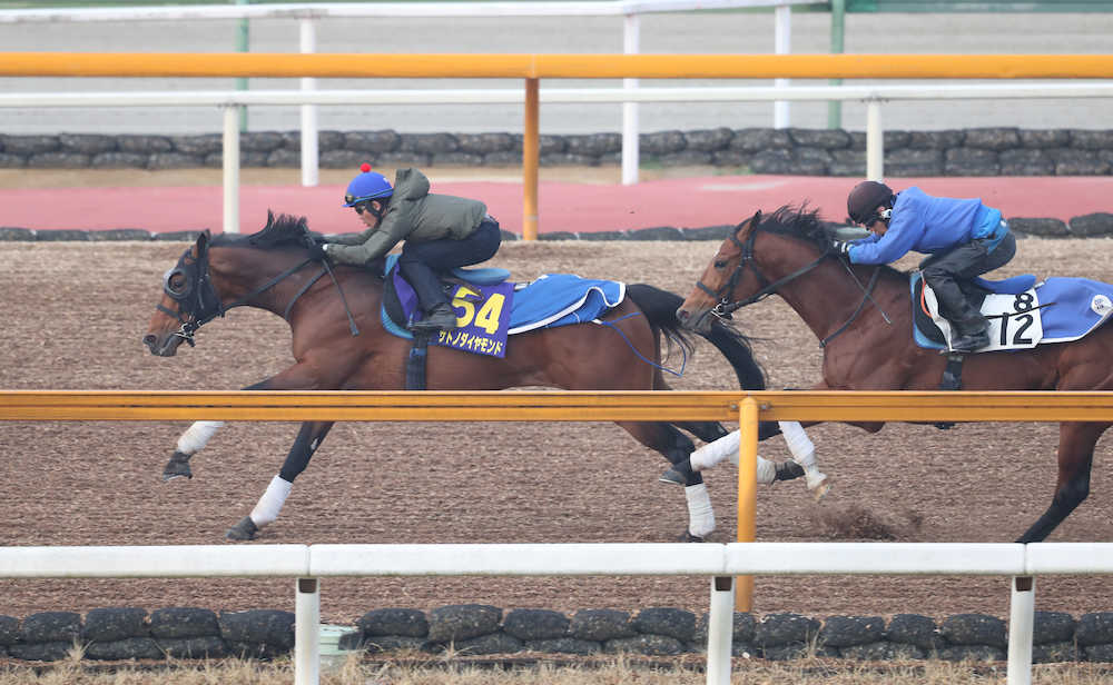 戸崎圭太騎手を背にＣＷ併せ馬で追い切りをするサトノダイヤモンド（左）、サトノシャーク（右）