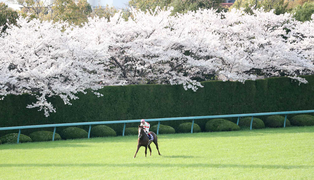 ＜大阪杯＞満開の桜を背にヴィクトリーランのスワーヴリチャード