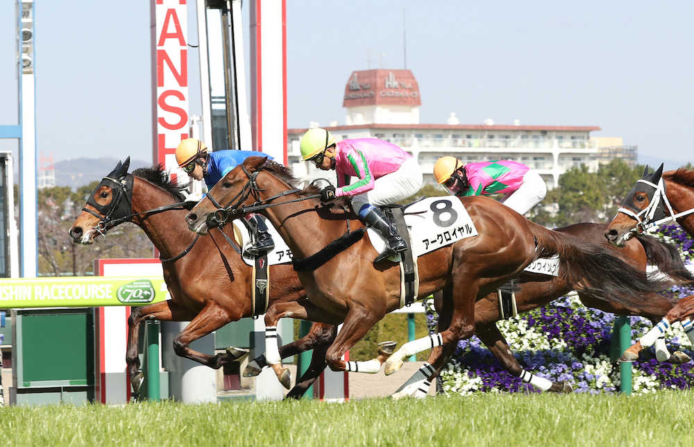 ＜阪神６Ｒ新馬戦＞アークロイヤル（手前）の猛追をしのいで快勝したアモレッタ（左）（撮影・平嶋　理子）