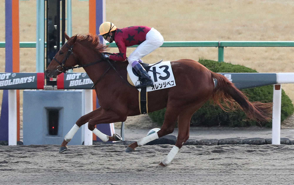 ＜京都3R新馬戦＞オレンジペコは2着に5馬身差の圧勝でデビュー戦を飾る（撮影・奥　調）