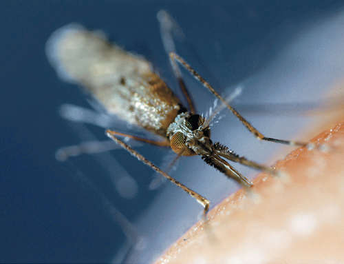 蚊が媒介する急性のウイルス感染症がデング熱（米疾病対策センター提供＝共同）