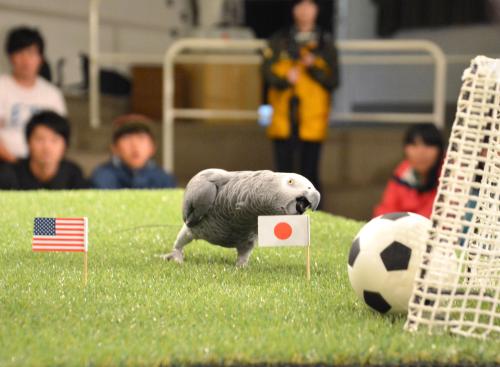 サッカー女子Ｗ杯のカナダ大会決勝戦の行方を占い、日本の勝利と予想したインコの「オリビアちゃん」