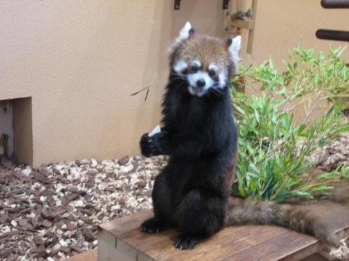 かわいいレッサーパンダが間近で見られる日本平動物園