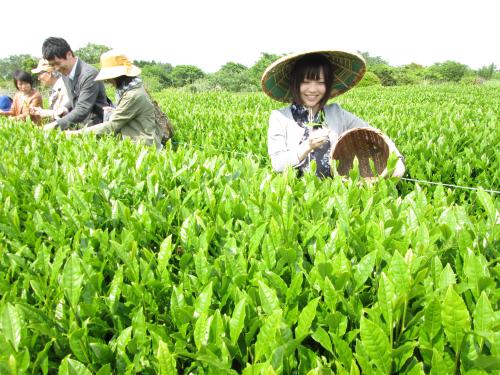日本平お茶会館のお茶畑でお茶摘みを体験する旅行客