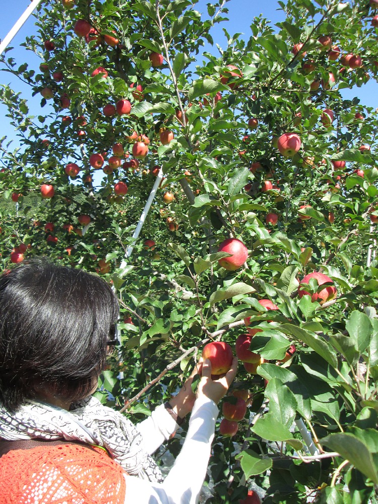 塩崎農園のりんご狩り