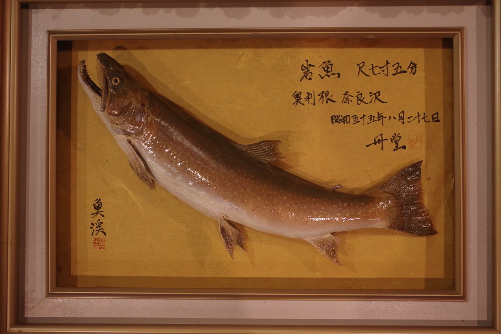 １９８０年８月２７日、奥利根・奈良沢で釣った大イワナの剥製