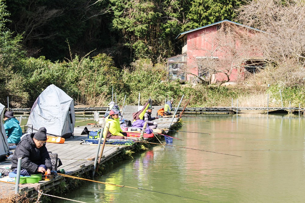 奈良県葛城市当麻池でのヘラブナ釣り。この中桟橋では３６匹釣り上げた人も