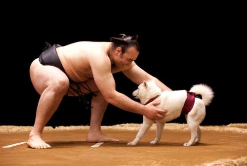 ソフトバンクのＣＭでがお父さん犬と対戦する琴欧洲親方（左）