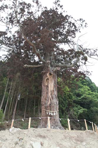 「天神の大杉」と呼ばれる樹齢８００年を超える杉