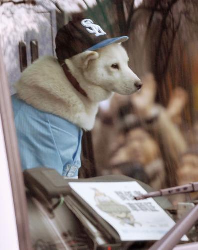 福岡ソフトバンクホークスの優勝パレードに参加した「お父さん犬」
