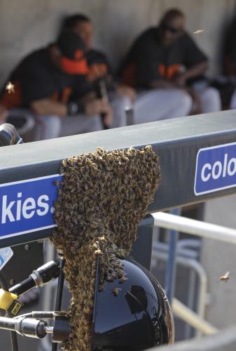 ＜ダイヤモンドバックス・ジャイアンツ＞試合中にジャイアンツのベンチ前に群がる蜂の大群