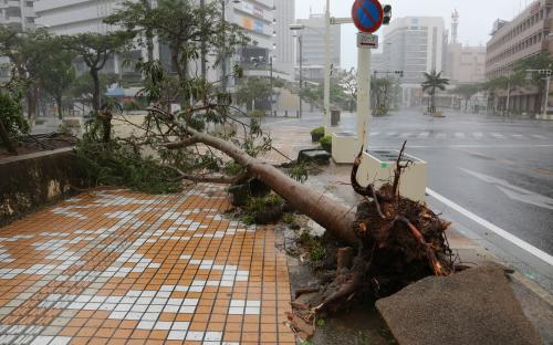 那覇市内では強風で街路樹が倒れる