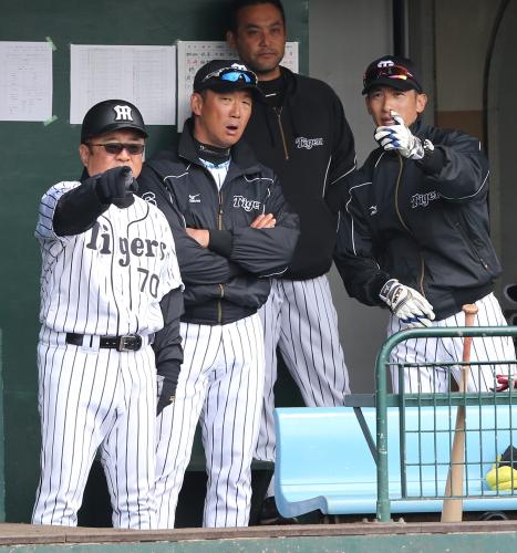 ＜阪神春季キャンプ＞高代コーチ（左）、矢野コーチ（右）と試合を見つめる金本監督