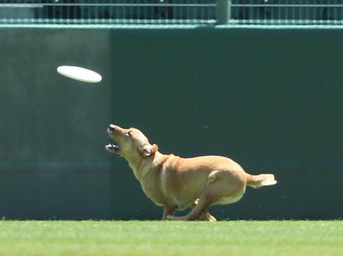 オ 西 ペットデーでフリスビーを追いかける犬 スポニチ Sponichi Annex 野球