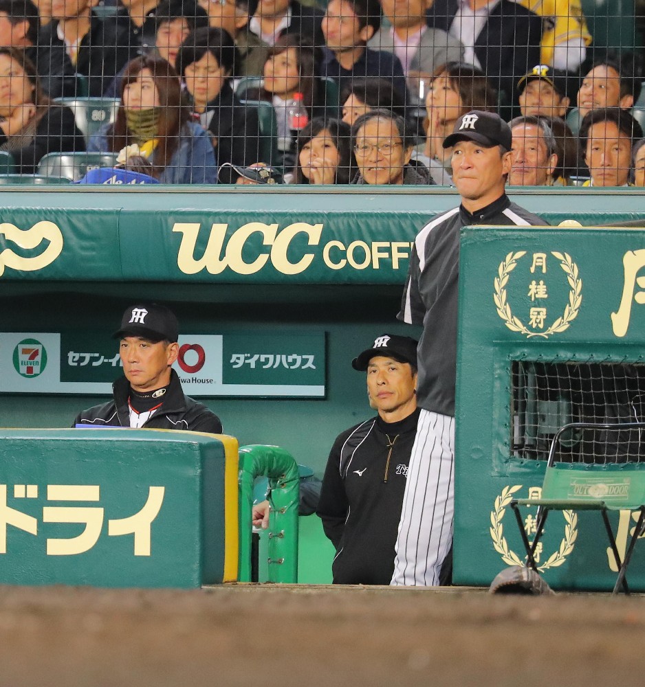 甲子園の一塁側ベンチで戦況を見つめる金本監督（左）