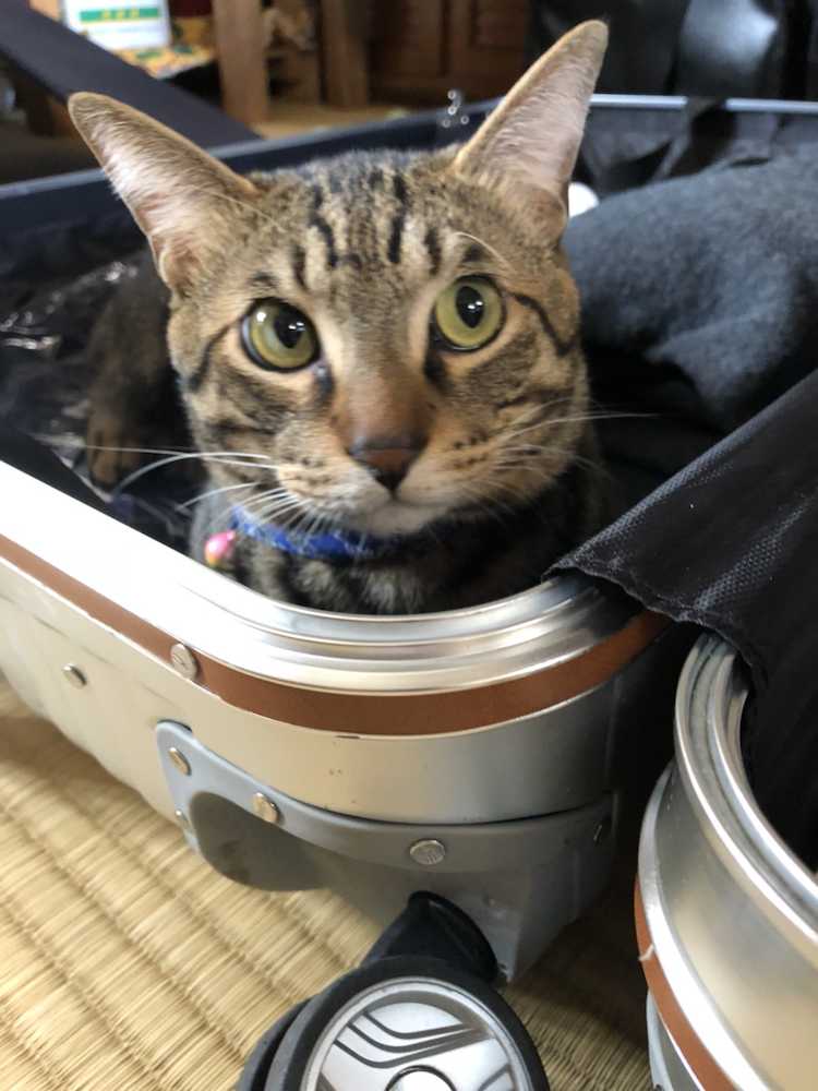キャンプの休日に浦添の実家で。荷物整理をしていたら、トランクに愛猫のアロが侵入…。可愛いから許す。（撮影　中日・又吉克樹）